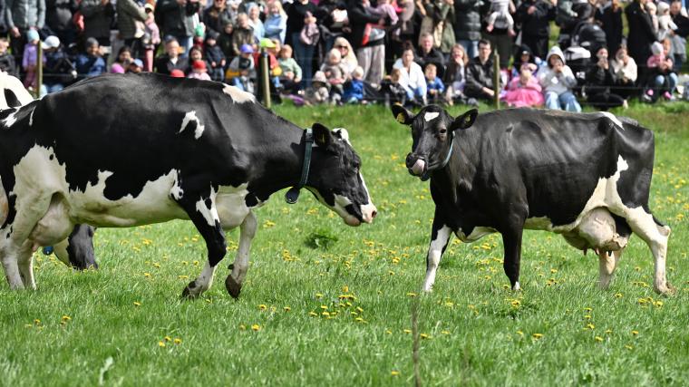 80 kossor, 10 000 åskådare och en härlig stämning när årets kosläpp gick av stapeln på Kåhögs gård.