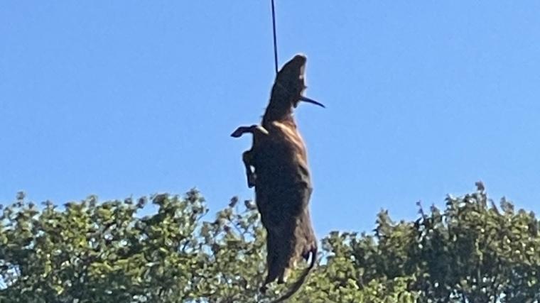 Den döda kossan fick lyftas med helikopter från området