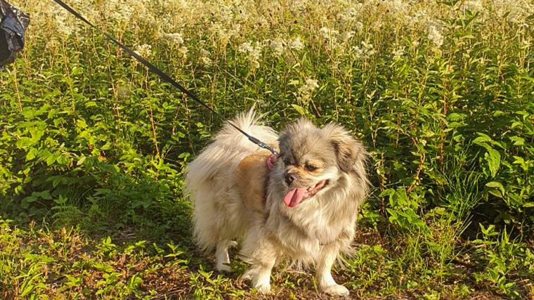 Katarina Zatorska såg fram emot att låta sin tibetanska spaniel Bella springa fritt på hundrastgården i Sjövik.