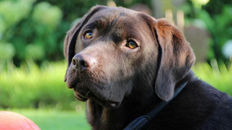 &Aring;ter har labrador retriever blivt den populäraste hunden i länet. Inte helt oväntat då rasen är bland de populäraste i hela södra Sverige.