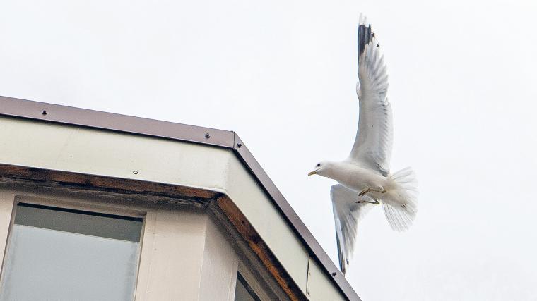 Störande fåglar kan vara ett återkommande problem. Det är upp till fastighetsägaren att vidta åtgärder för måsar som skitar ner, för oväsen och innebär en olägenhet för boende.