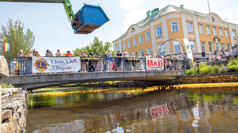 Lions ankrace gick av stapeln under lördagen. Ankorna behövde däremot lite hjälp av en lövblås för att ta sig i mål på grund av den lätta brisen.