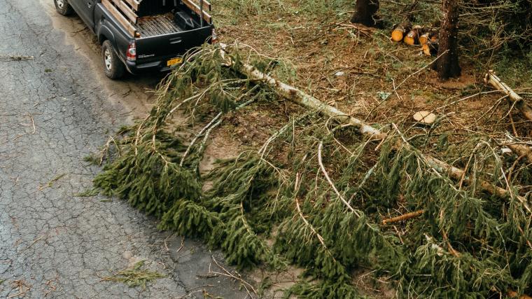 Flera träd har fällts av någon eller några över vägar i Härryda under natten.