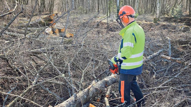 I dagarna arbetar Henrik och kompisarna med avverkning och bortforsling av timmer. Arbetet går enligt planerna i det fina vårvädret.