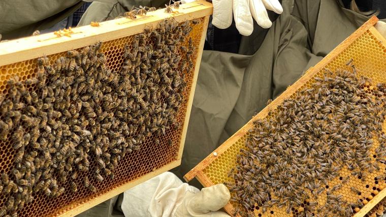 Skattlådorna kommer fyllas av honung som är redo att skattas under september. Kontakta kommunen för provsmakning.