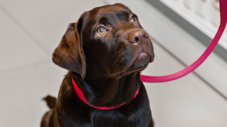 Hunden lämnades ensam under många timmar utanför butiken utan att ägaren dök upp. Nu har den omhändertagits av länsstyrelsen.