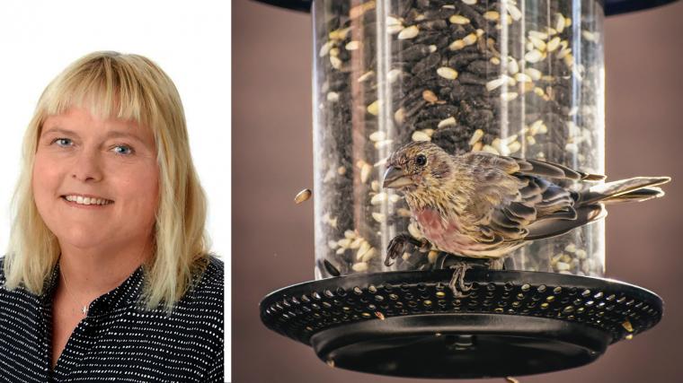 Eva Lindgren, smittskyddsläkare Västra Götaland. Papegojsjukan sprids mellan fåglar, men även människor kan drabbas om de utsätts för kontakt med en fågel som bär på smittan, eller vid kontakt med kontaminerade partiklar.