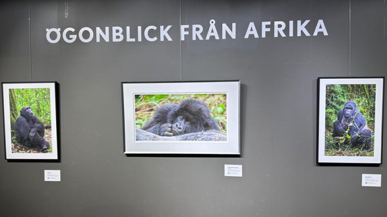 Alla bilder i utställningen är från Afrika.